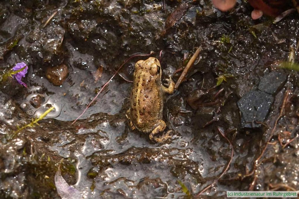 Junge Kreuzkröte (Epidalea calamita), UNESCO-Welterbe Zollverein, 24.07.2021