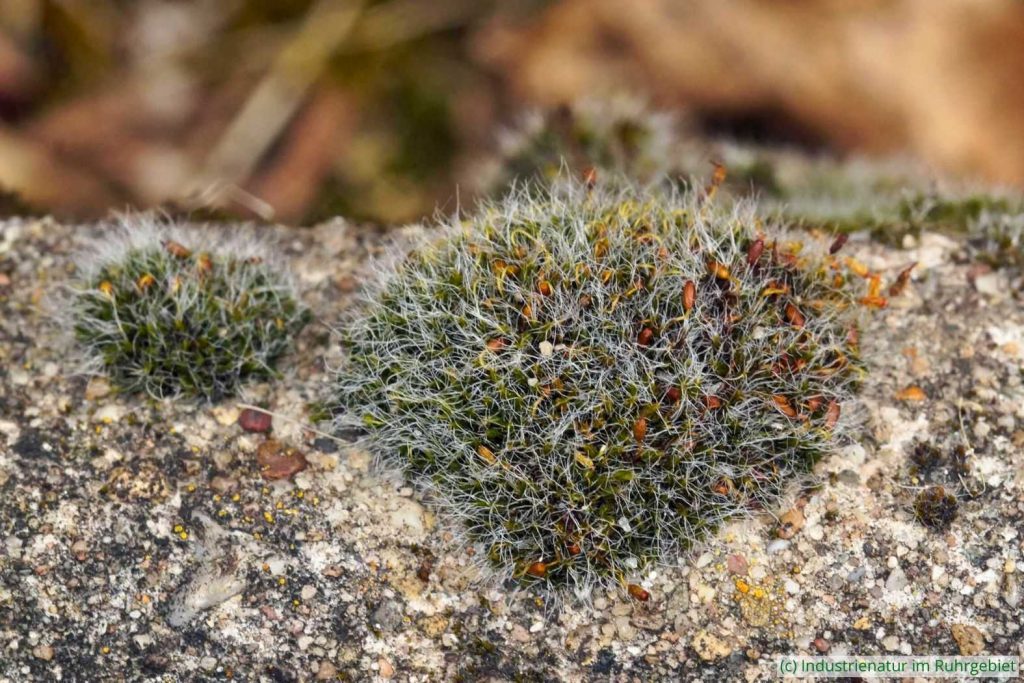 Polster-Kissenmoos (Grimmia pulvinata), UNESCO-Welterbe Zollverein, 20.03.2022