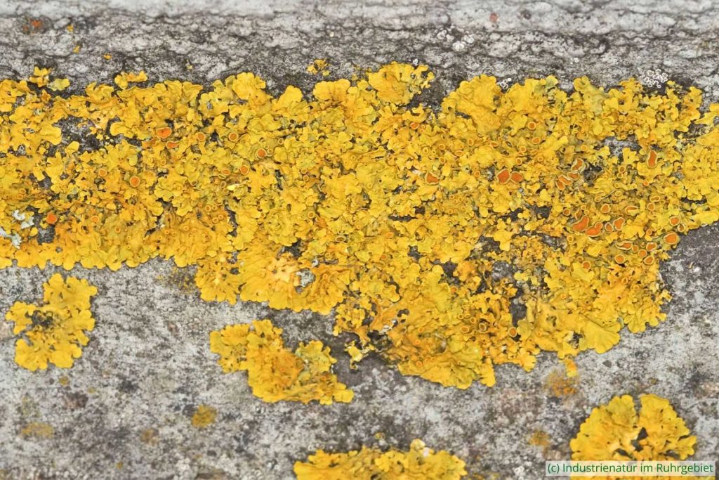Gewöhnliche Gelbflechte (Xanthoria parietina), UNESCO-Welterbe Zollverein, 18.06.2022