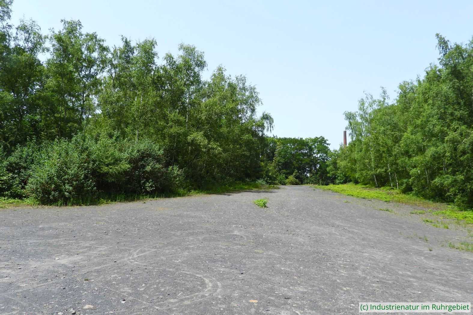 Nördlicher Rohbodenbereich auf der Halde im Skulpturenpark, UNESCO-Welterbe Zollverein, 18.06.2022