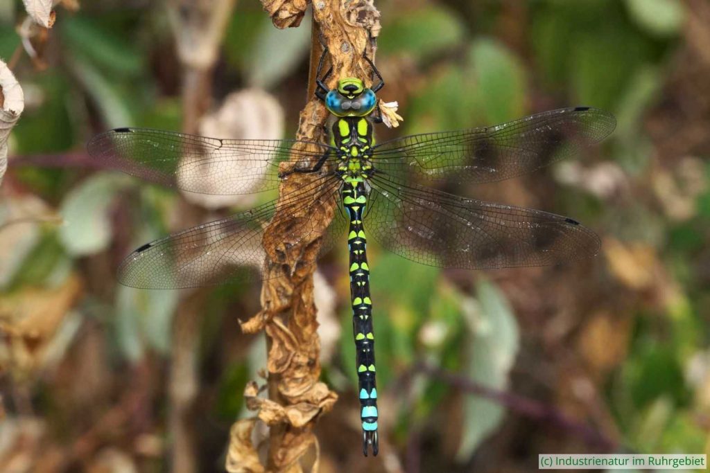 Blaugrüne Mosaikjungfer (Aeshna cyanea), UNESCO-Welterbe Zollverein, 31.08.2022
