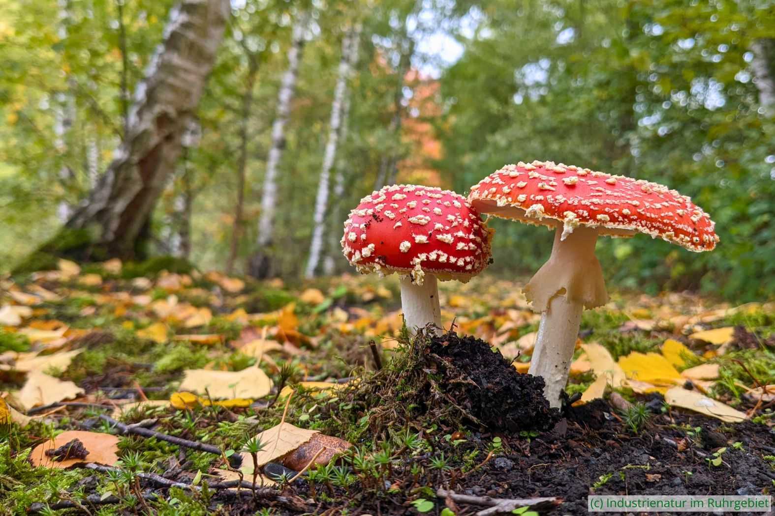 Fliegenpilz (Amanita muscaria), UNESCO-Welterbe Zollverein, 15.10.2022