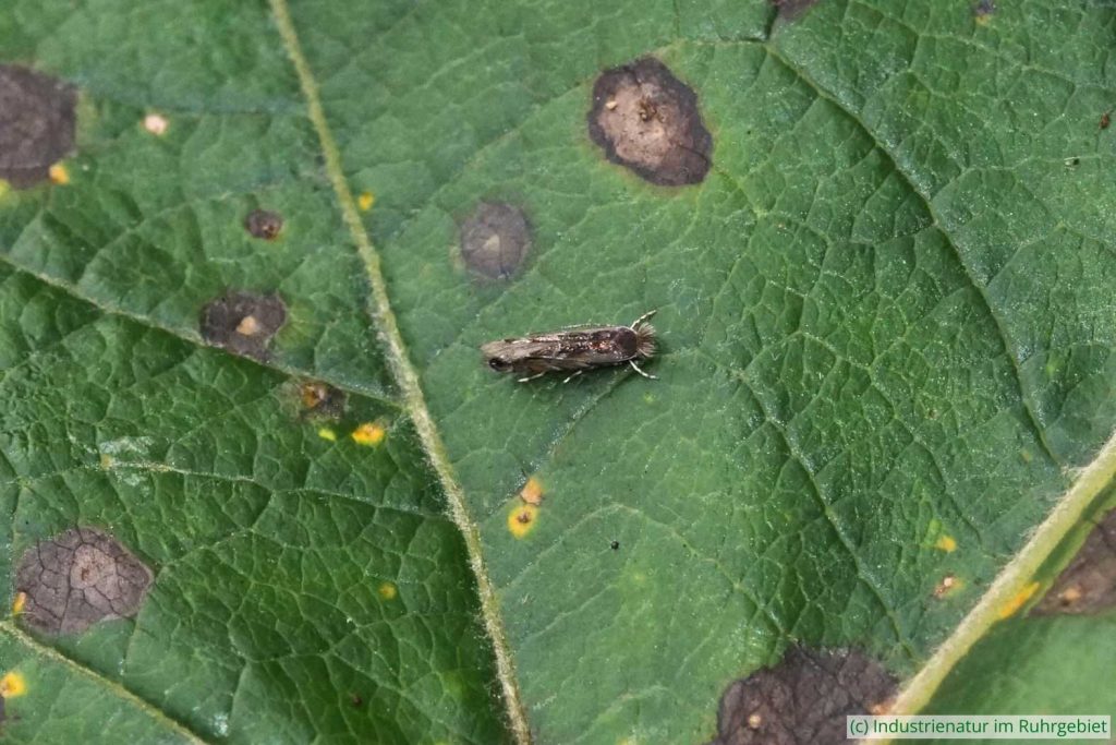 Robinien-Faltenminiermotte (Phyllonorycter robiniella), UNESCO-Welterbe Zollverein, 22.10.2022