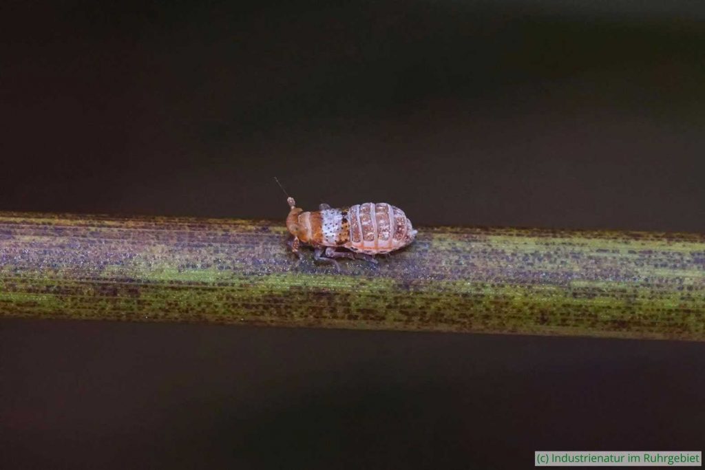 Gemeine Binsenspornzikade (Conomelus anceps) auf Flatter-Binse (Juncus effusus), UNESCO-Welterbe Zollverein, 22.10.2022
