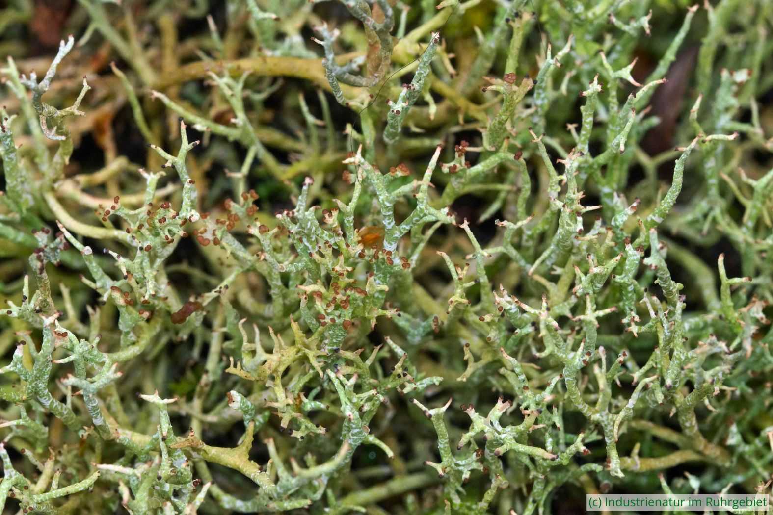 Falsche Rentierflechte (Cladonia rangiformis), UNESCO-Welterbe Zollverein, 22.10.2022
