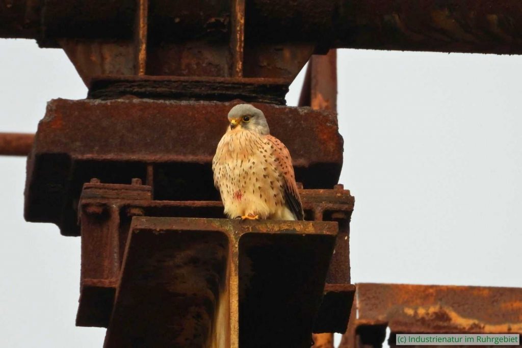 Männlicher Turmfalke (Falco tinnunculus), UNESCO-Welterbe Zollverein, 17.12.2022