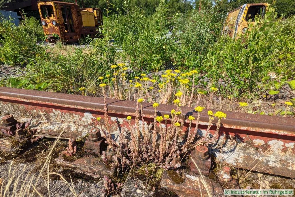 Industrienatur auf dem Gelände des UNESCO-Welterbes Zollverein, 11.06.2023