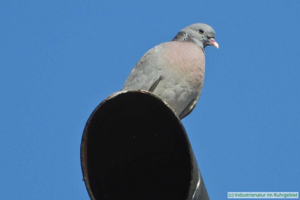 Hohltaube (Columba oenas), UNESCO-Welterbe Zollverein, 08.07.2023