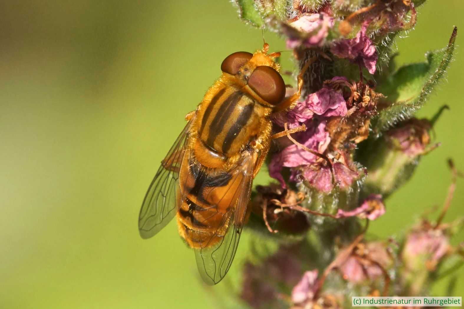 Teichrandschwebfliege (Parhelophilus sp.), UNESCO-Welterbe Zollverein, 03.08.2025