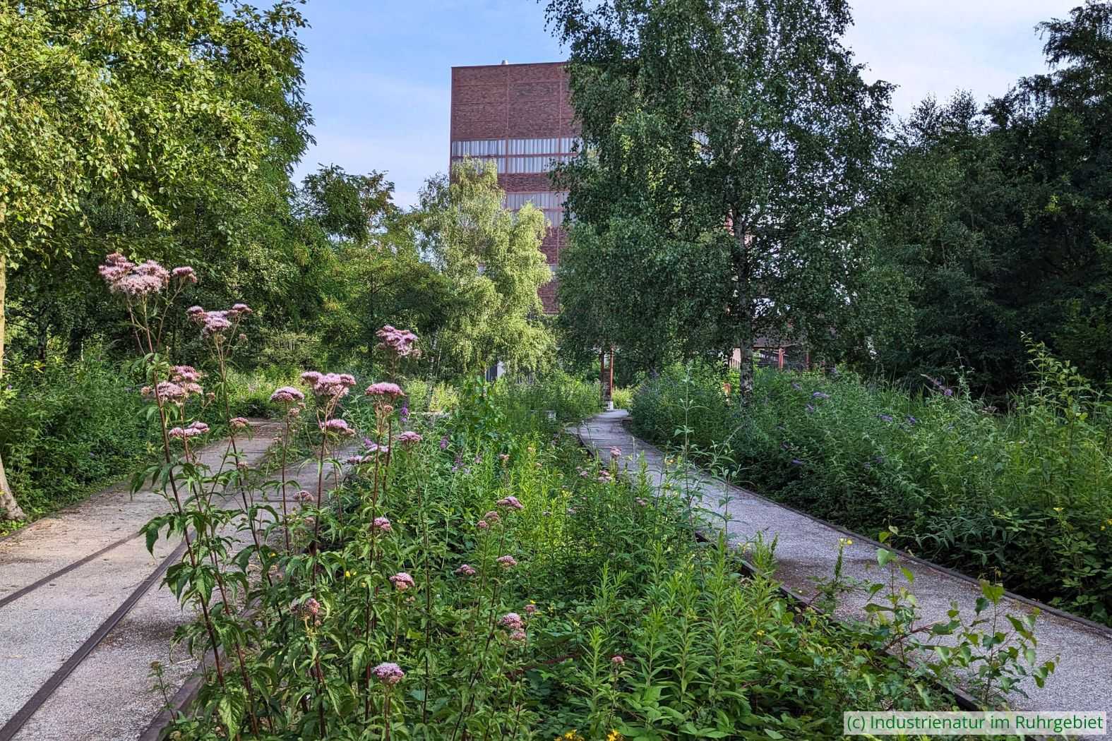 Auf der südlichen Gleisharfe, UNESCO-Welterbe Zollverein, 22.07.2023