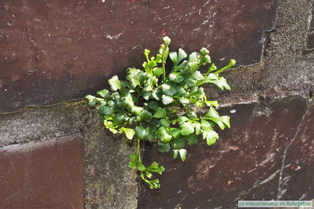 Mauerraute (Asplenium ruta-muraria), UNESCO-Welterbe Zollverein, 21.08.2023