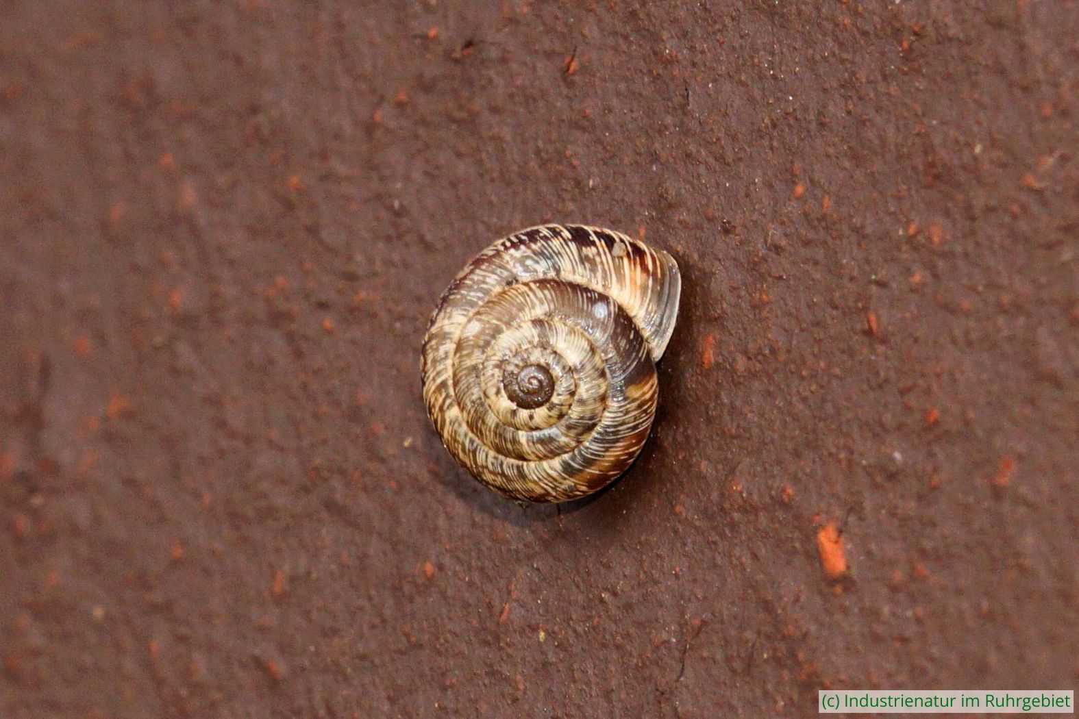 Gefleckte Heideschnecke (Xeroplexa intersecta), UNESCO-Welterbe Zollverein, 21.08.2023