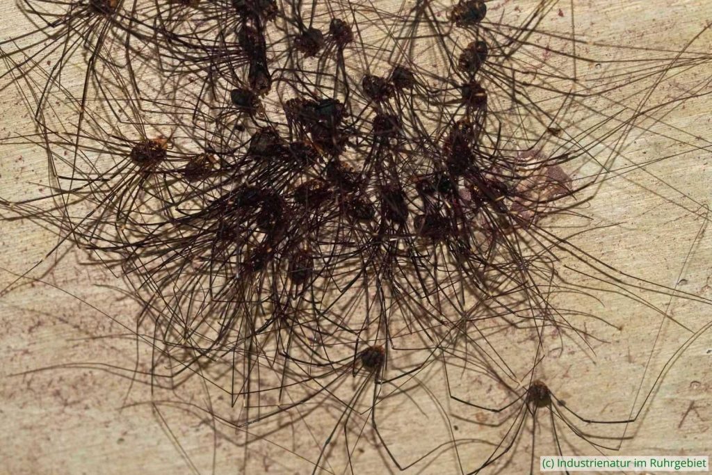 Riesen-Weberknecht (Leiobunum sp. A), Aggregation, UNESCO-Welterbe Zollverein, 21.08.2023