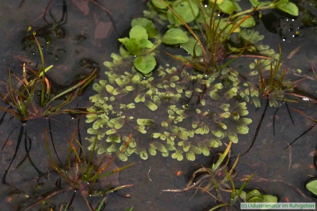 Sternlebermoos (Riccia sp.), UNESCO-Welterbe Zollverein, 15.06.2024