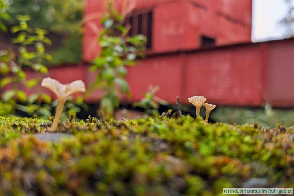 Geröll-Nabeling (Arrhenia rickenii), UNESCO-Welterbe Zollverein, 26.10.2023