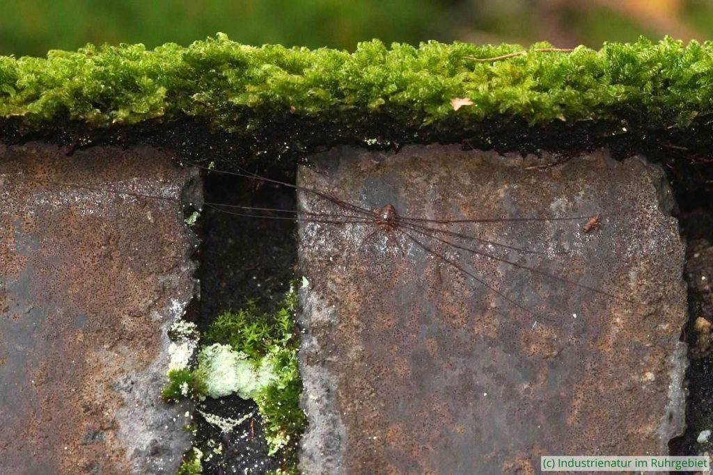 Gabelpalpen-Weberknecht (Dicranopalpus ramosus), UNESCO-Welterbe Zollverein, 02.11.2023