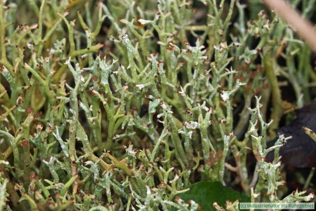 Gegabelte Cladonie (Cladonia furcata), UNESCO-Welterbe Zollverein, 07.11.2023