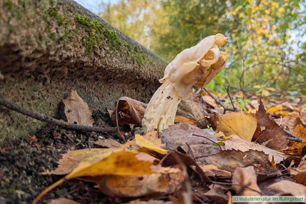 Herbst-Lorchel (Helvella crispa), UNESCO-Welterbe Zollverein, 07.11.2023