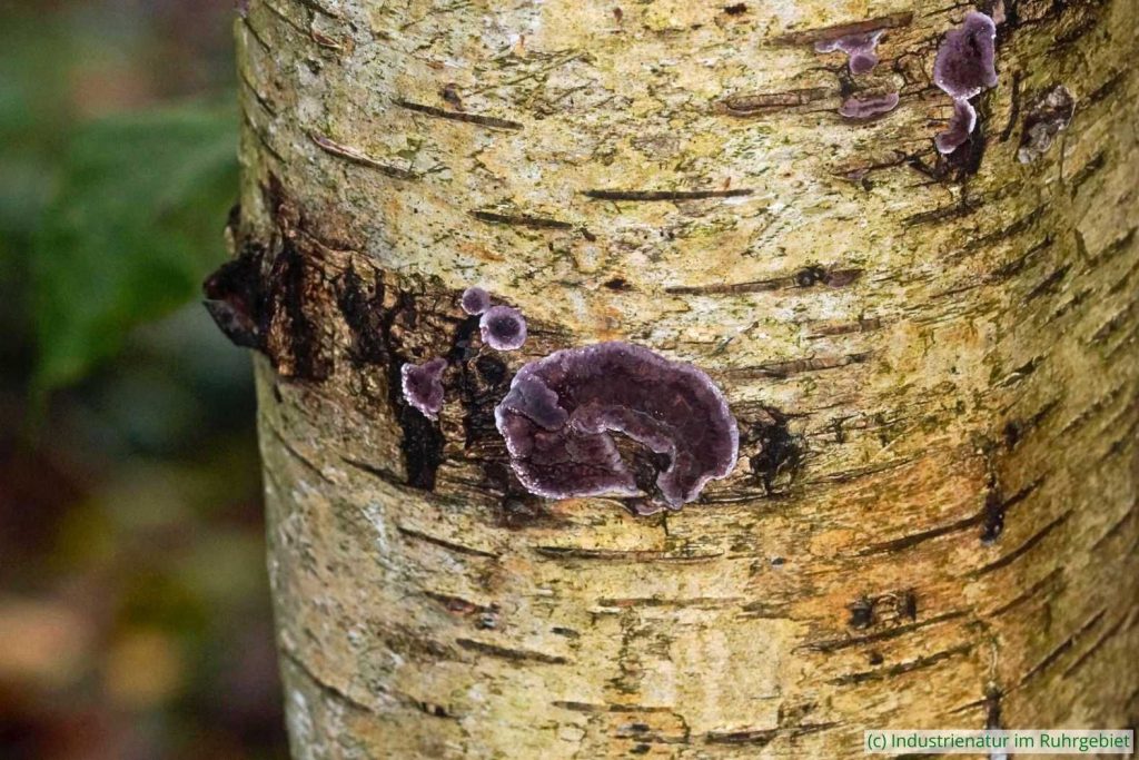 Violetter Knorpelschichtpilz (Chondrostereum purpureum), UNESCO-Welterbe Zollverein, 26.11.2023