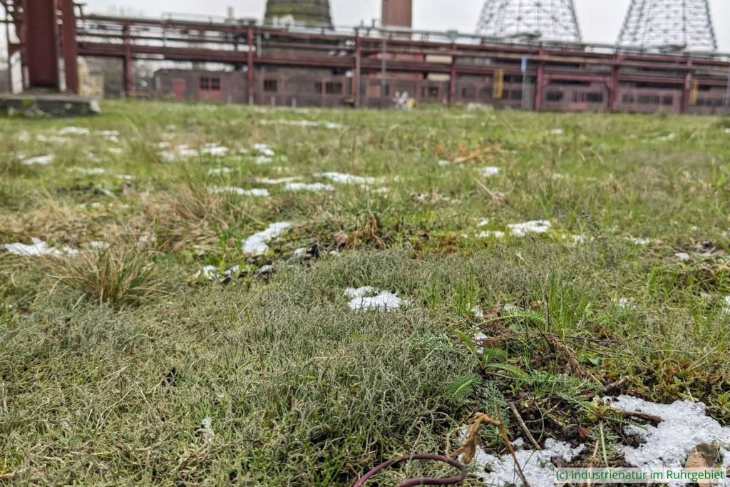 Lebensraum der Cladonia-Flechten auf dem Gelände des UNESCO-Welterbes Zollverein, 17.01.2024