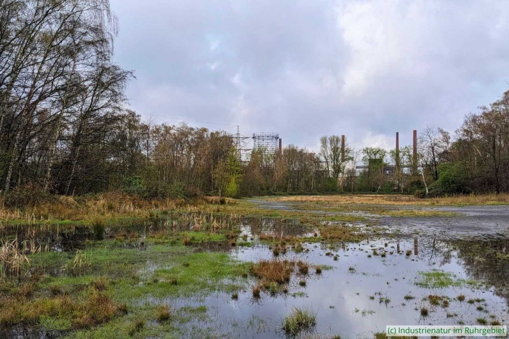 Temporärgewässer auf der Halde, UNESCO-Welterbe Zollverein, 24.03.2024