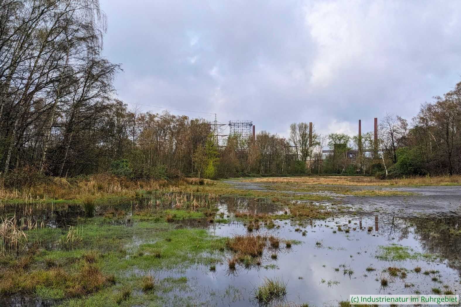 Temporärgewässer auf der Halde, UNESCO-Welterbe Zollverein, 24.03.2024