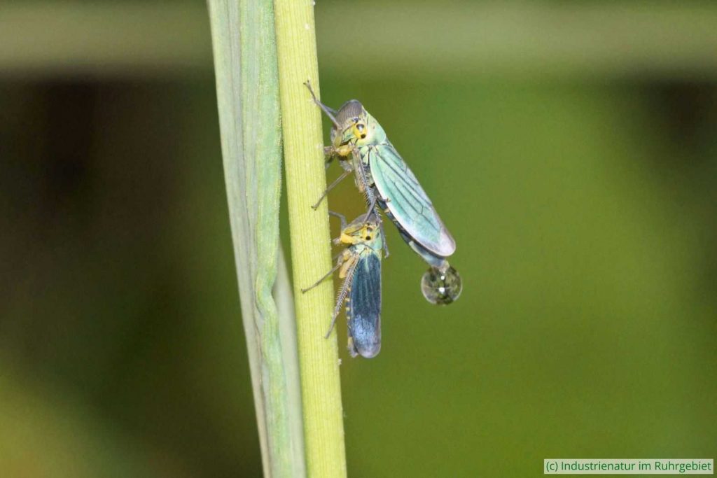 Binsenschmuckzikade (Cicadella viridis) – oben ein Weibchen und unten ein Männchen, UNESCO-Welterbe Zollverein, 22.10.2022