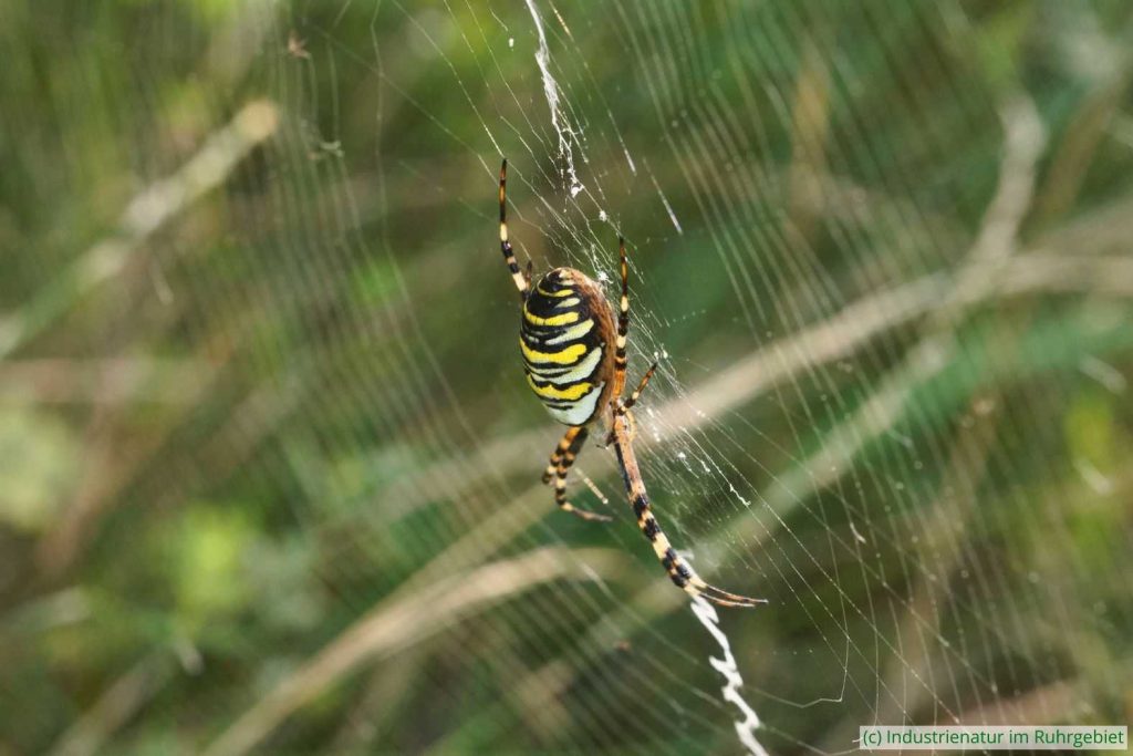 Weibliche Wespenspinne (Argiope bruennichi), UNESCO-Welterbe Zollverein, 03.08.2024