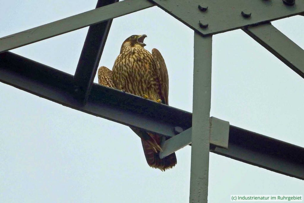 Junger Wanderfalke (Falco peregrinus), UNESCO-Welterbe Zollverein, 03.08.2024