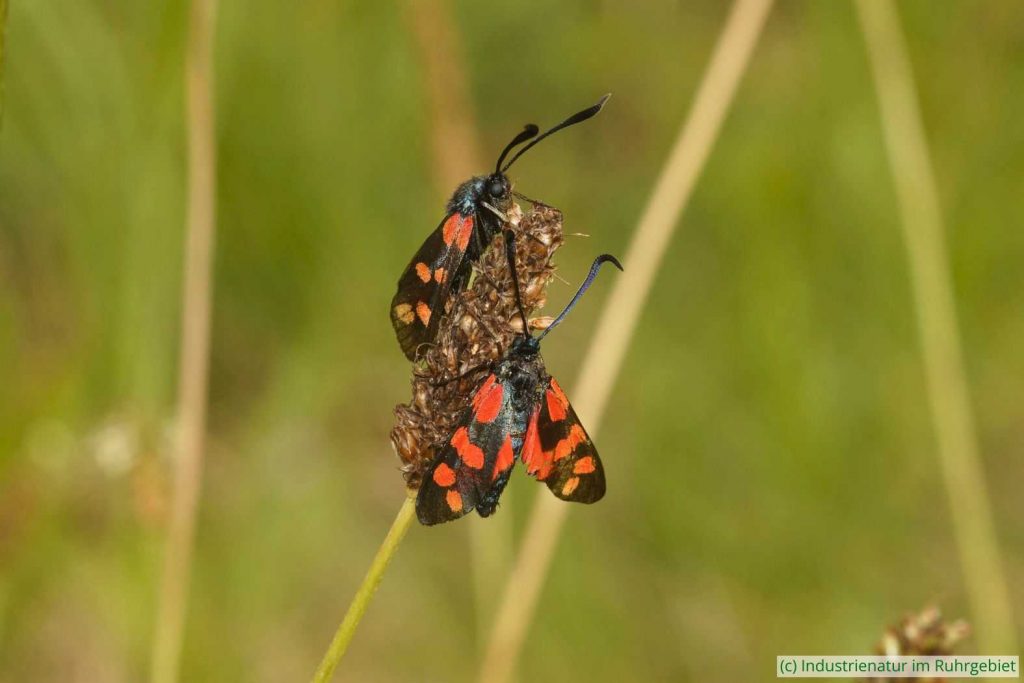 Sechsfleck-Widderchen (Zygaena filipendulae), UNESCO-Welterbe Zollverein, 18.08.2024