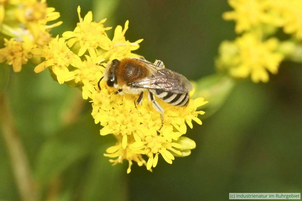 Seidenbiene (Colletes sp.) auf Riesen-Goldrute (Solidago gigantea), UNESCO-Welterbe Zollverein, 18.08.2024
