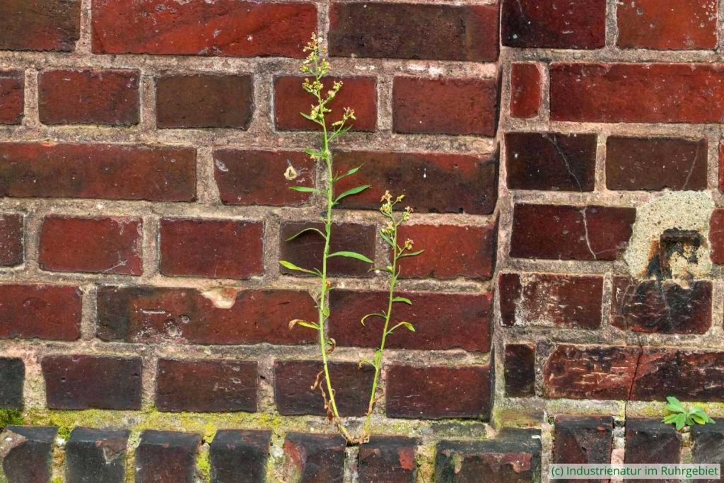 Kanadisches Berufkraut (Erigeron canadensis), UNESCO-Welterbe Zollverein, 20.10.2024