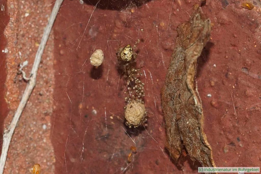 Weibliche Gewächshaus-Mondspinne (Parasteatoda tepidariorum) mit Jungtieren und Kokons, UNESCO-Welterbe Zollverein, 20.10.2024