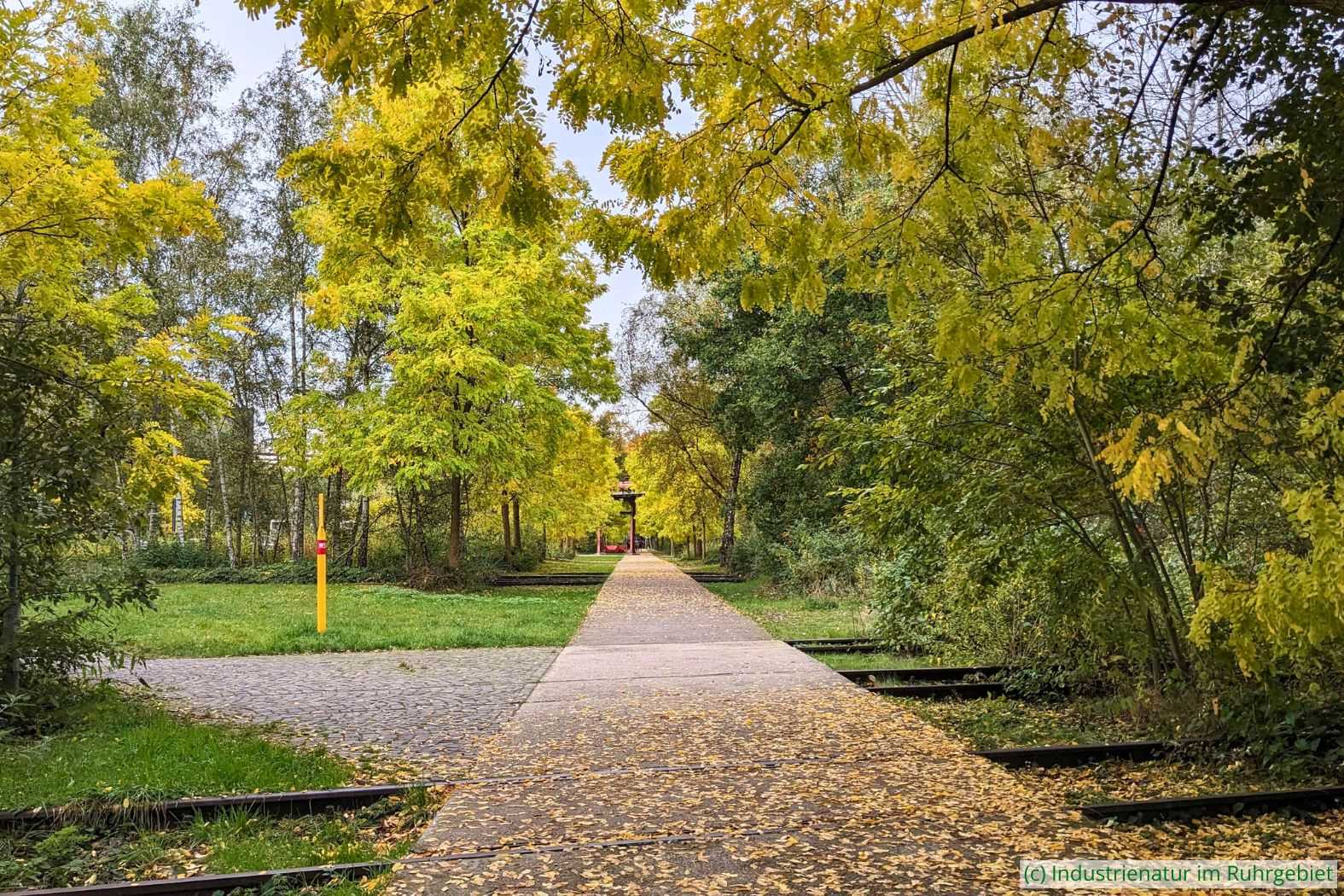 Gewöhnliche Robinien (Robinia pseudoacacia) auf der nördlichen Gleisharfe, UNESCO-Welterbe Zollverein, 20.10.2024