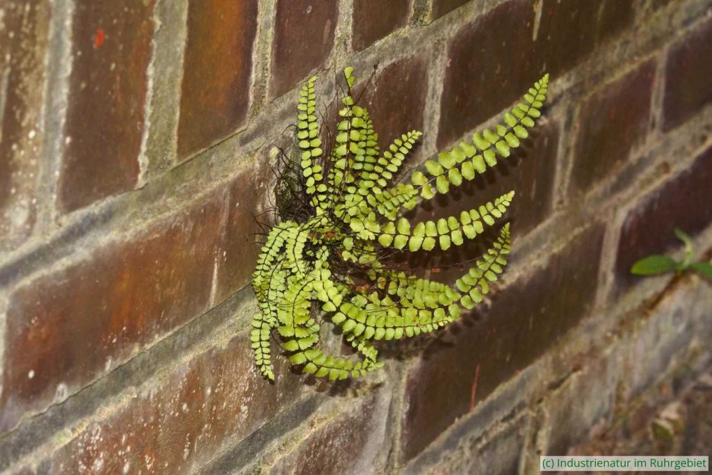 Braunstieliger Streifenfarn (Asplenium trichomanes agg.), UNESCO-Welterbe Zollverein, 15.03.2015