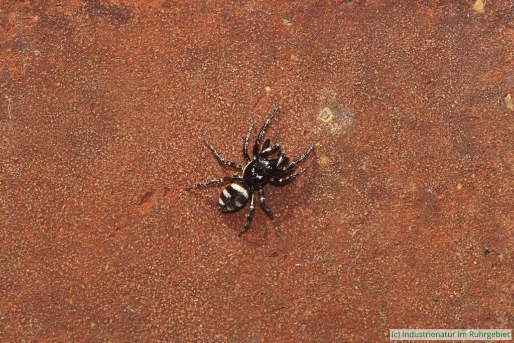 Mauer-Zebraspringspinne (Salticus scenicus), UNESCO-Welterbe Zollverein, 19.04.2025