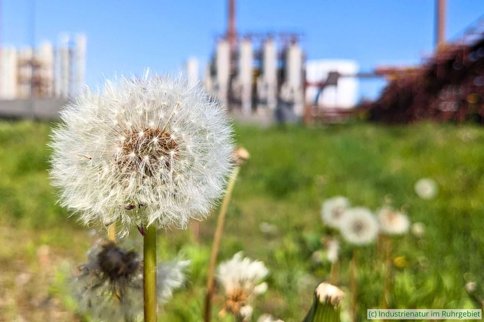 Wiesen-Löwenzahn (Taraxacum officinale agg.), UNESCO-Welterbe Zollverein, 27.04.2025