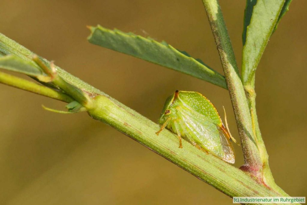 Büffelzikade (Stictocephala bisonia), UNESCO-Welterbe Zollverein, 19.07.2025