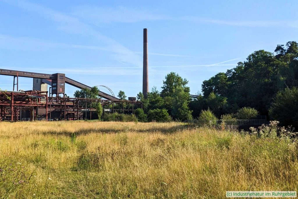Wiese am östlichen Kühlturm, UNESCO-Welterbe Zollverein, 19.07.2025