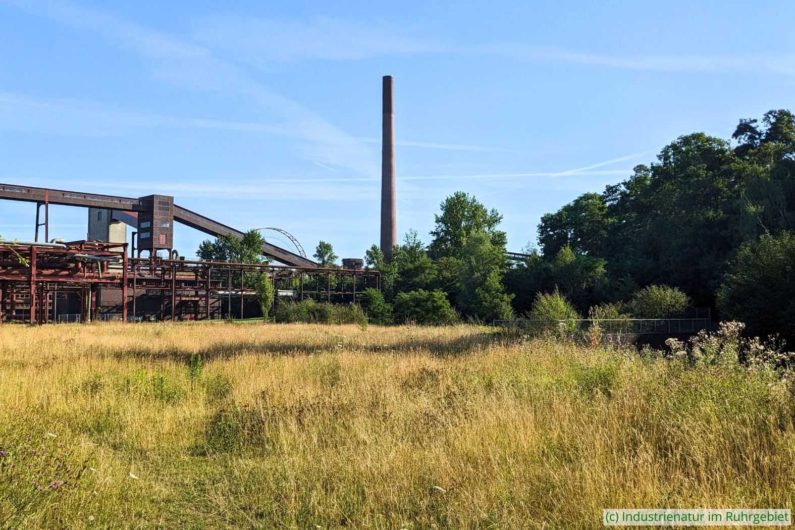 Wiese am östlichen Kühlturm, UNESCO-Welterbe Zollverein, 19.07.2025
