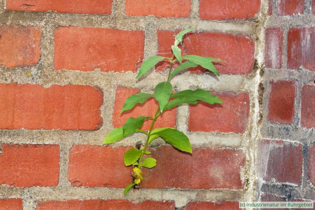 Schmetterlingsflieder (Buddleja davidii), UNESCO-Welterbe Zollverein, 15.03.2015