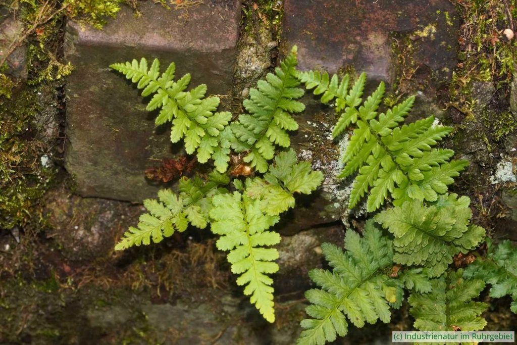 Gewöhnlicher Wurmfarn (Dryopteris filix-mas), UNESCO-Welterbe Zollverein, 15.03.2015