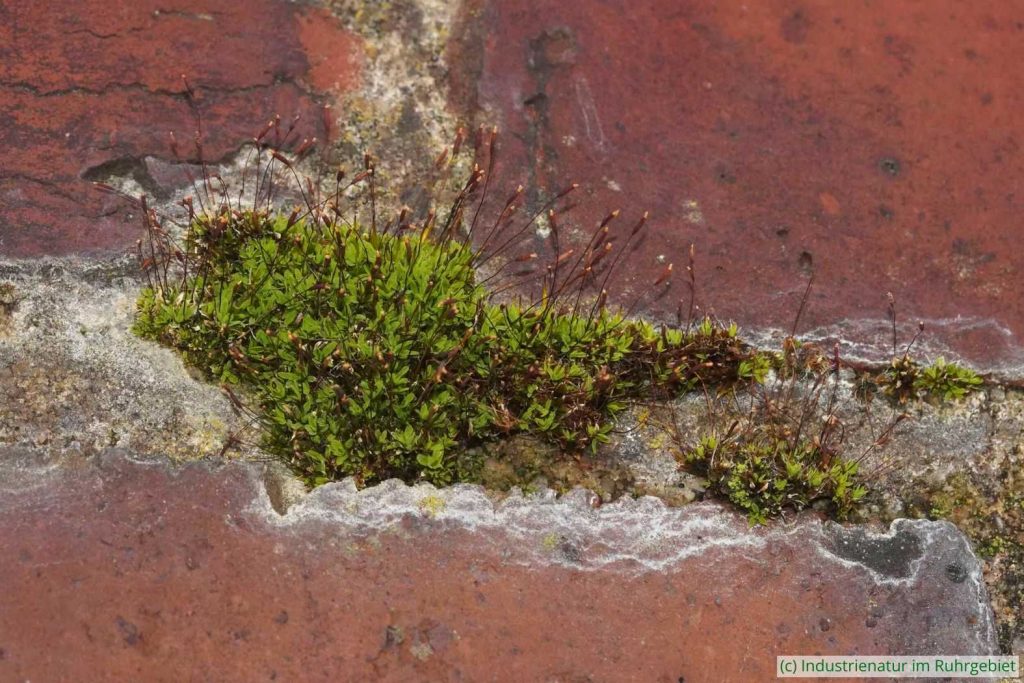 Laubmoos (Bryophyta sp.), UNESCO-Welterbe Zollverein, 22.11.2025