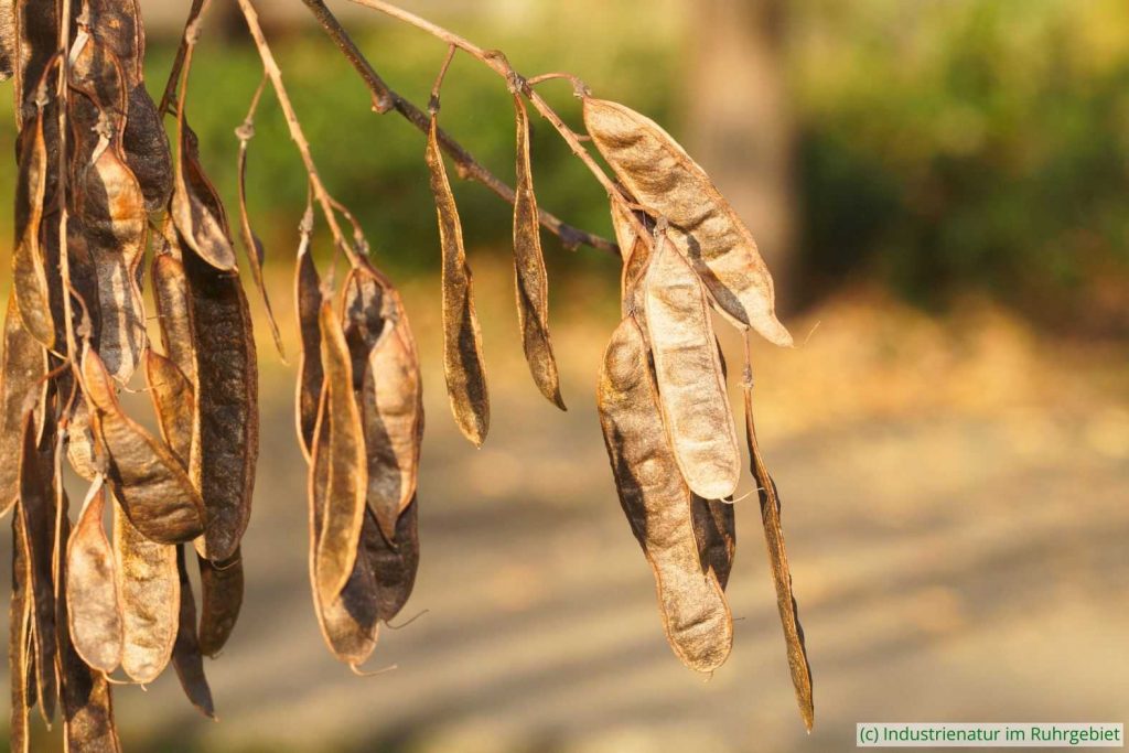 Hülsen („Schoten“) der Gewöhnlichen Robinie (Robinia pseudoacacia), UNESCO-Welterbe Zollverein, 22.11.2025