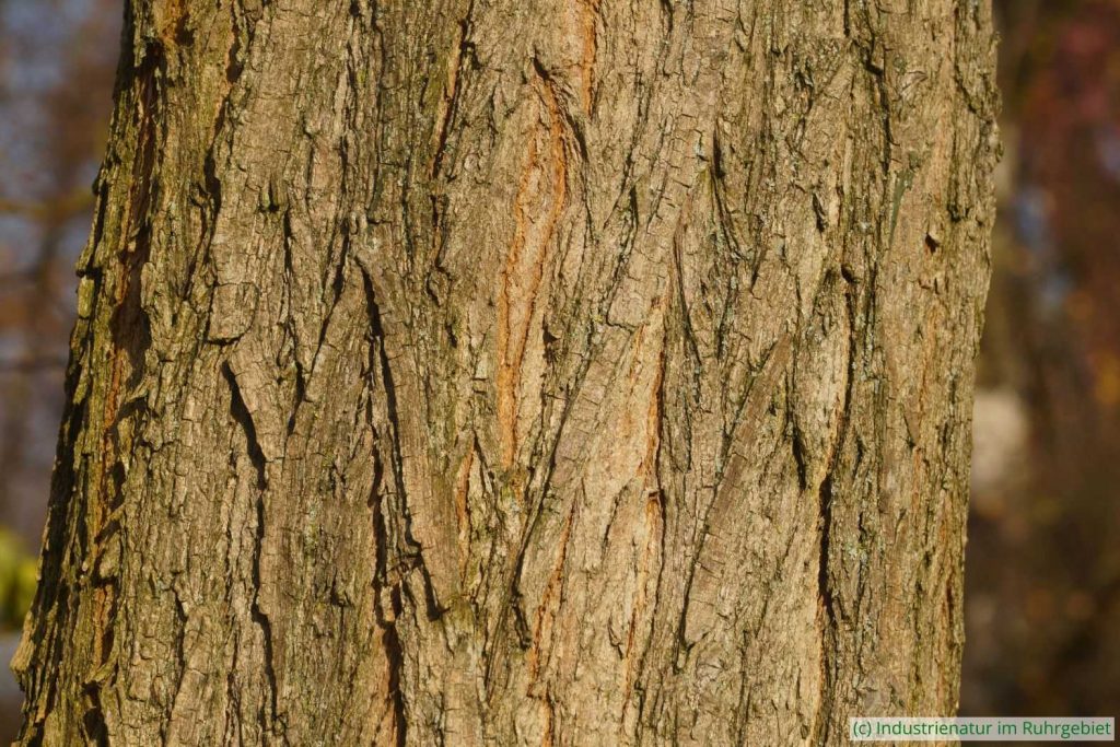 Gefurchte Borke der Gewöhnlichen Robinie (Robinia pseudoacacia), UNESCO-Welterbe Zollverein, 22.11.2025