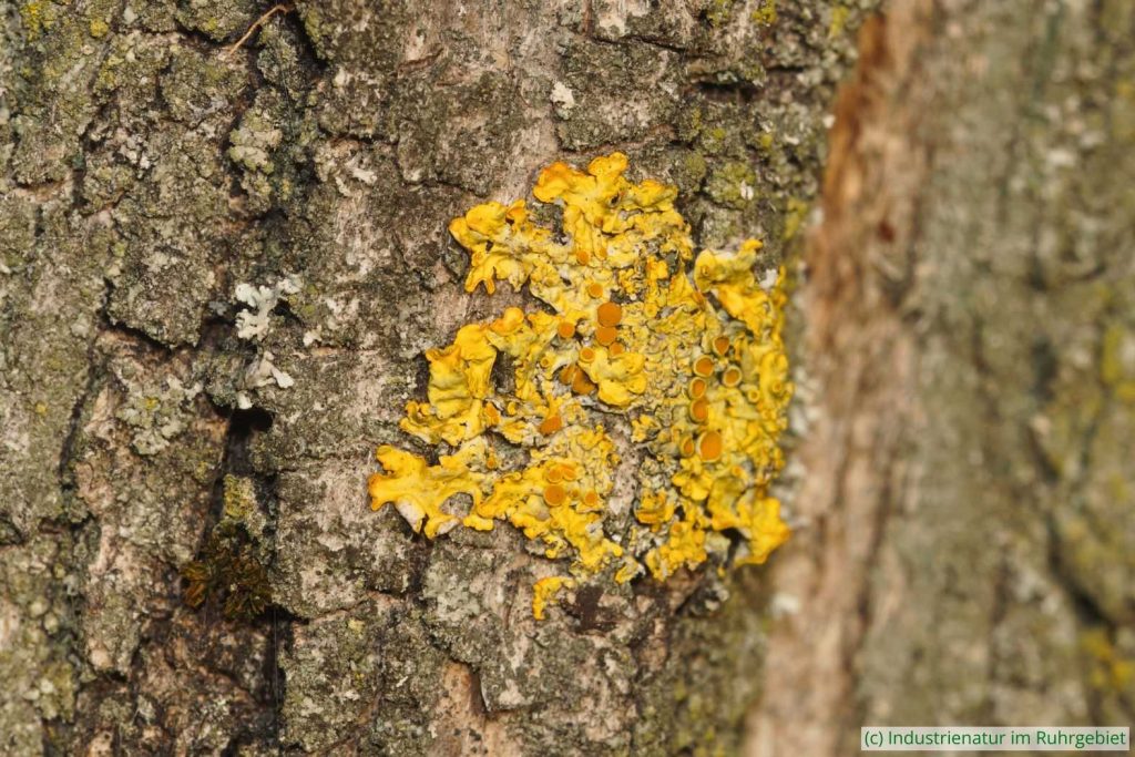 Gewöhnliche Gelbflechte (Xanthoria parietina) auf der Borke einer Gewöhnlichen Robinie (Robinia pseudoacacia), UNESCO-Welterbe Zollverein, 22.11.2025