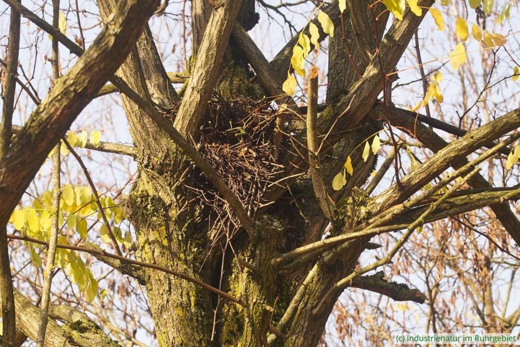 Vogelnest in einer Astgabel einer Gewöhnlichen Robinie (Robinia pseudoacacia), UNESCO-Welterbe Zollverein, 22.11.2025