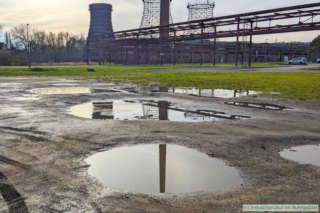 Sogar das ist ein Lebensraum: Temporärgewässer auf einem Parkplatz – darin leben Muschelkrebse (Ostracoda sp.), UNESCO-Welterbe Zollverein, 22.11.2025