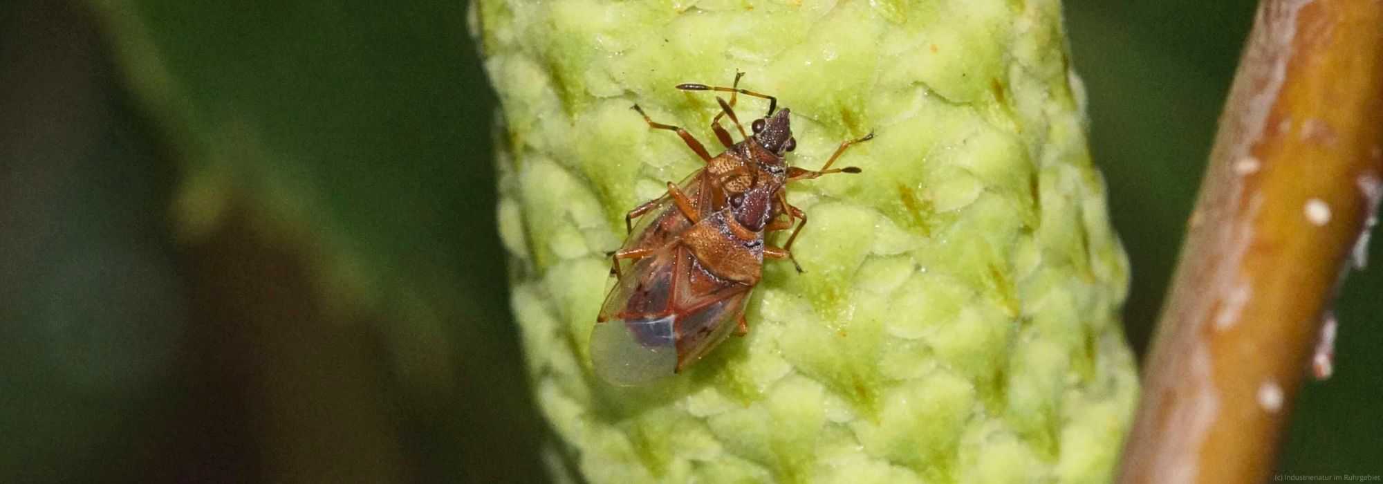 Zwei Birkenwanzen (Kleidocerys resedae), UNESCO-Welterbe Zollverein, 13.06.2020