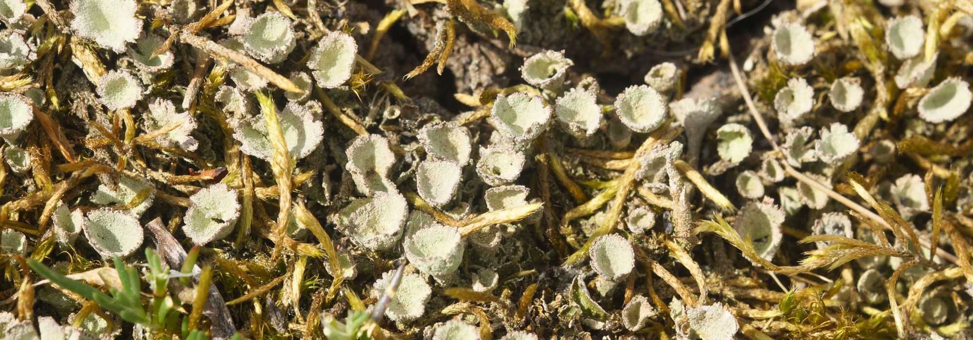 Niedrige Becherflechte (Cladonia humilis), Halde Hoheward, 04.05.2025